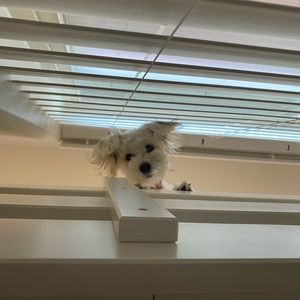 Meet the posher, Sydney